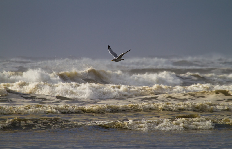 Gull In Flight Over Waves